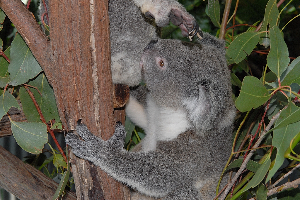 0742 Kuranda Koala Gardens.jpg